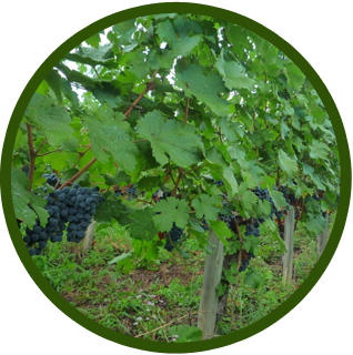 ゴールデンナゲット ブドウ葉エキス